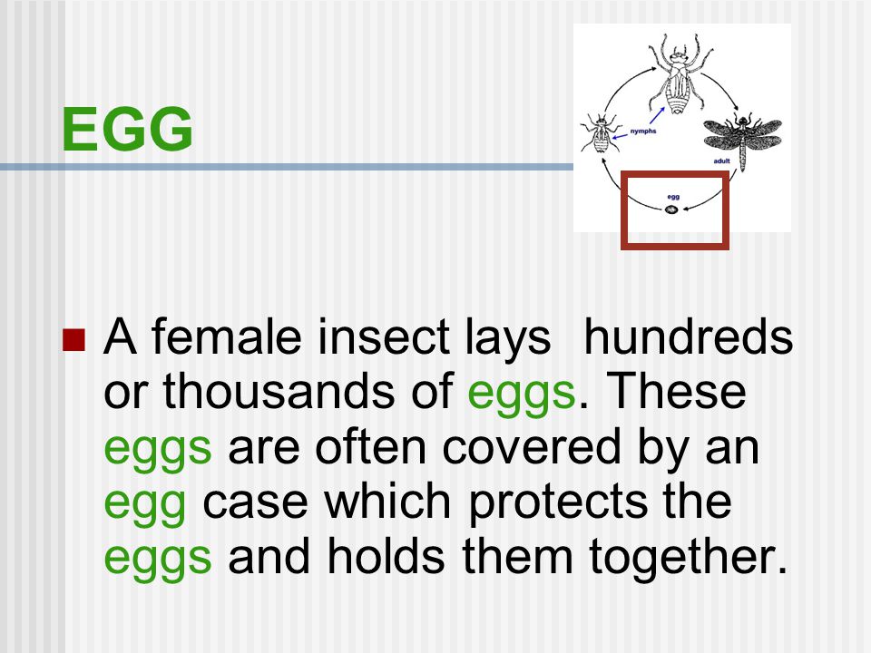 EGG A female insect lays hundreds or thousands of eggs.