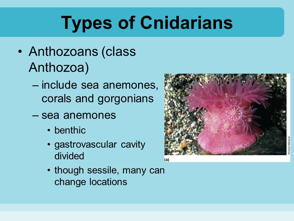 Types of Cnidarians Anthozoans (class Anthozoa)