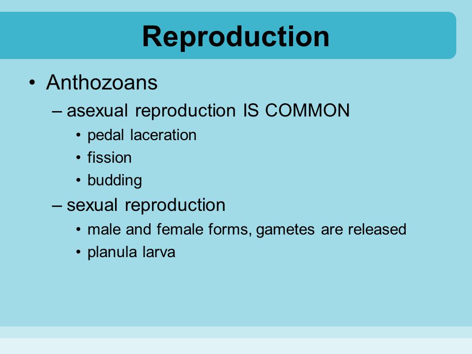 Reproduction Anthozoans asexual reproduction IS COMMON