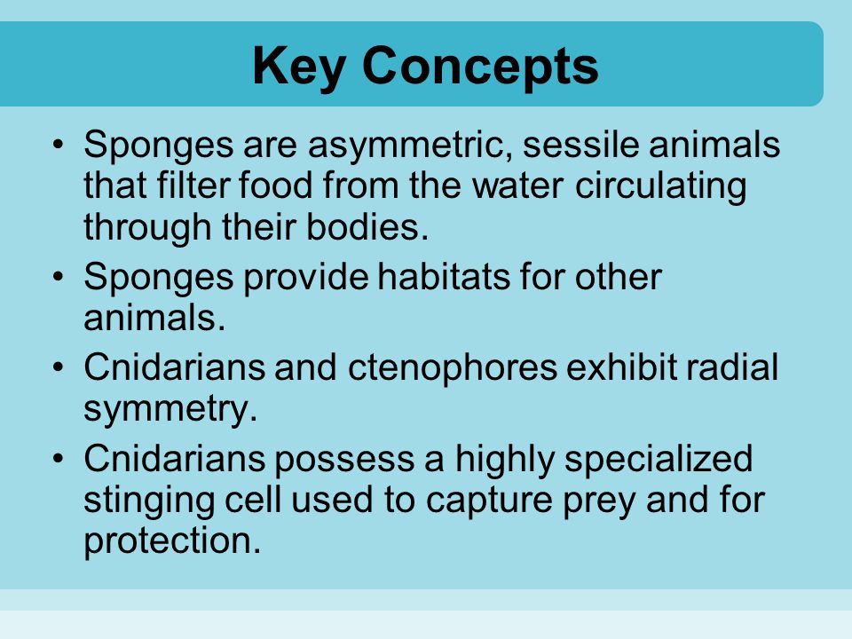 Key Concepts Sponges are asymmetric, sessile animals that filter food from the water circulating through their bodies.