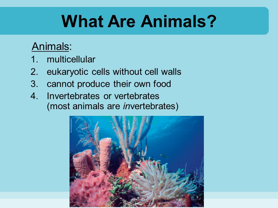 What Are Animals Animals: multicellular