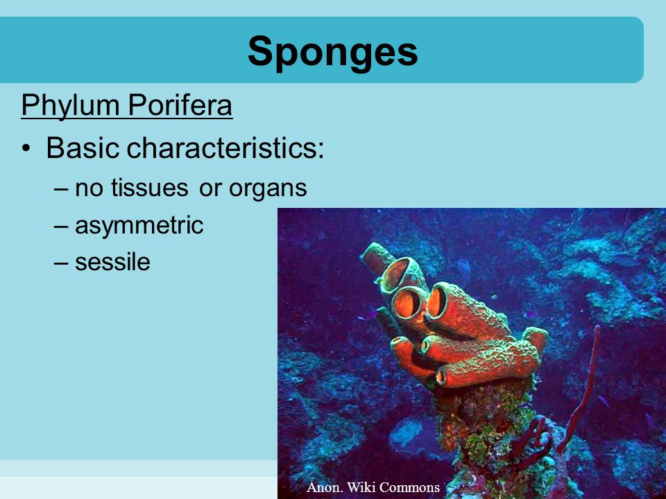 Sponges Phylum Porifera Basic characteristics: no tissues or organs