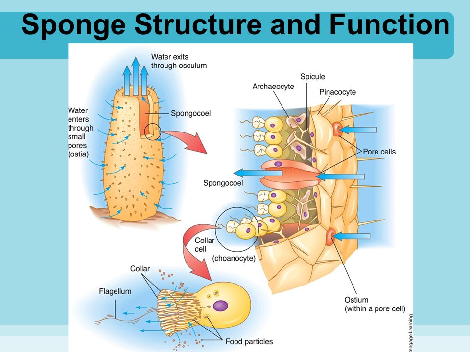 Sponge Structure and Function