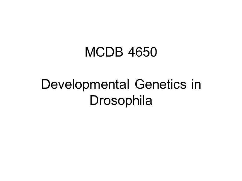 MCDB 4650 Developmental Genetics in Drosophila
