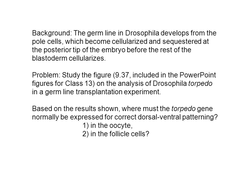 Background: The germ line in Drosophila develops from the pole cells, which become cellularized and sequestered at the posterior tip of the embryo before the rest of the blastoderm cellularizes.