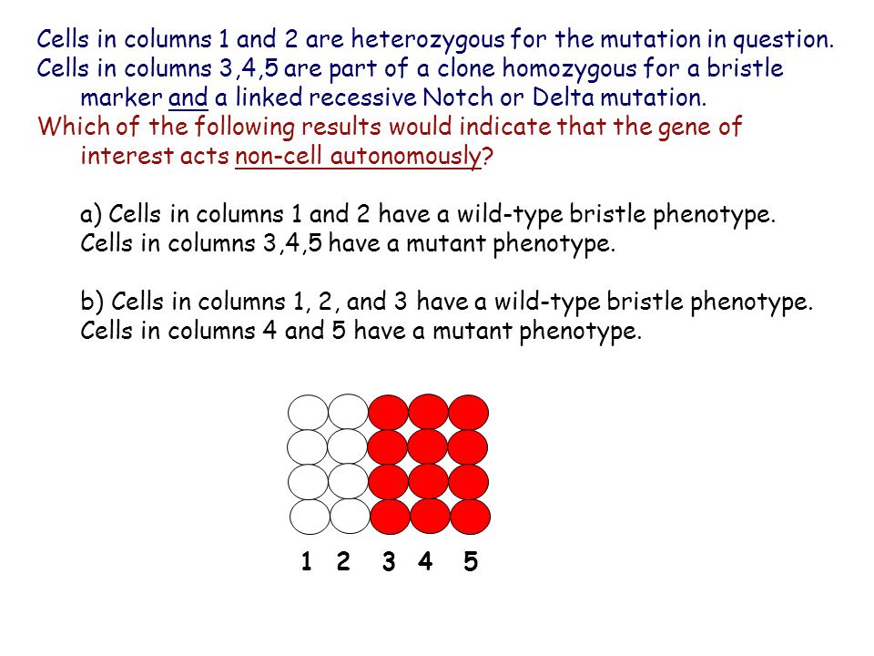 Cells in columns 1 and 2 are heterozygous for the mutation in question.