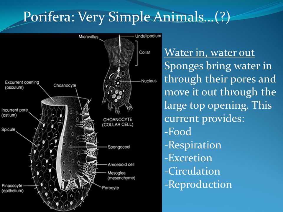 Porifera: Very Simple Animals...( )