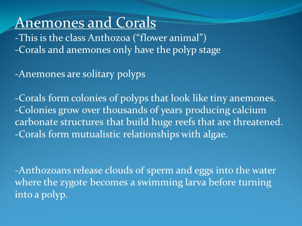 Anemones and Corals -This is the class Anthozoa ( flower animal )