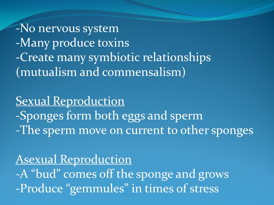 -No nervous system -Many produce toxins. -Create many symbiotic relationships (mutualism and commensalism)
