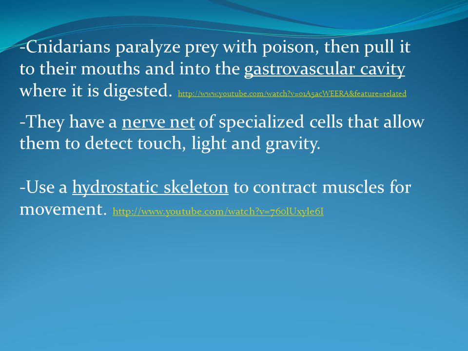 -Cnidarians paralyze prey with poison, then pull it to their mouths and into the gastrovascular cavity where it is digested.   v=o1A5acWEERA&feature=related