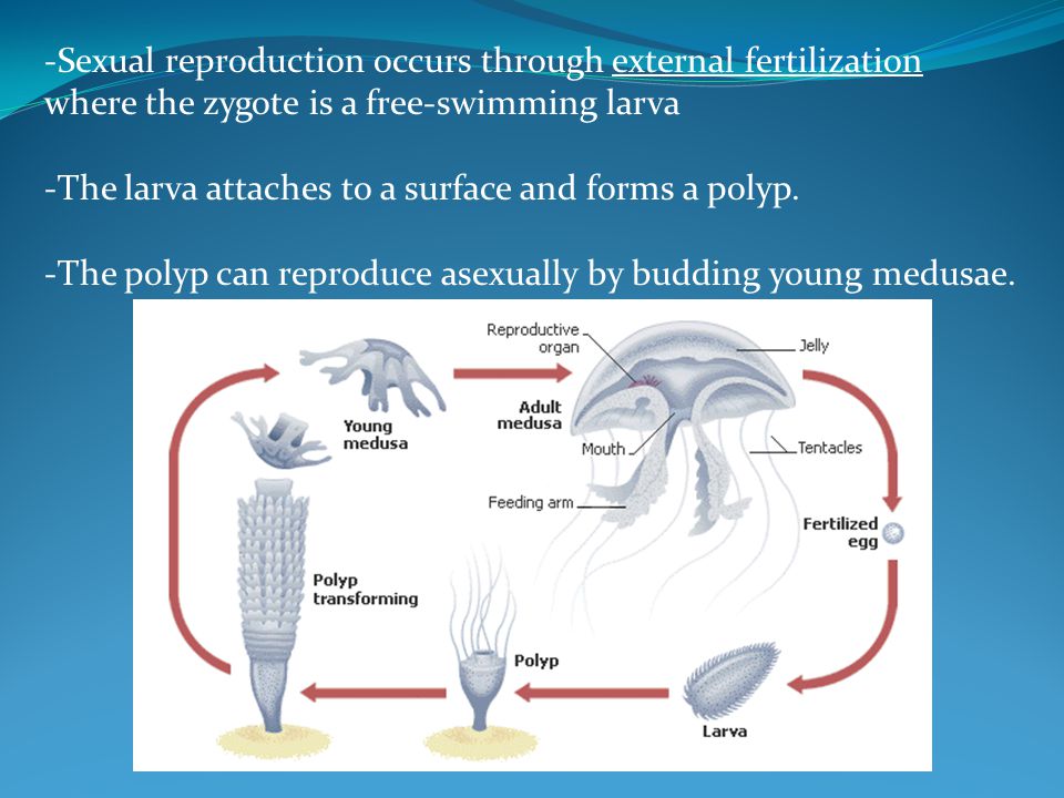 -Sexual reproduction occurs through external fertilization where the zygote is a free-swimming larva