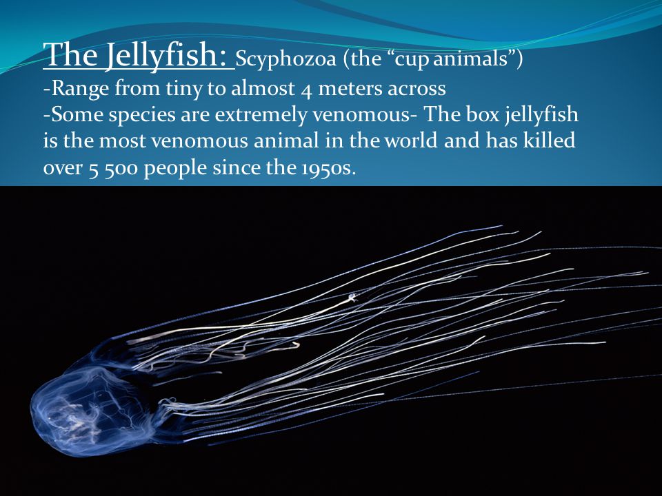 The Jellyfish: Scyphozoa (the cup animals )