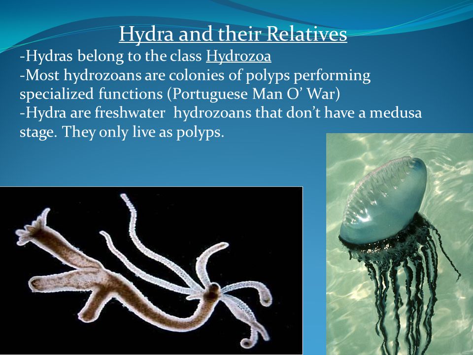 Hydra and their Relatives