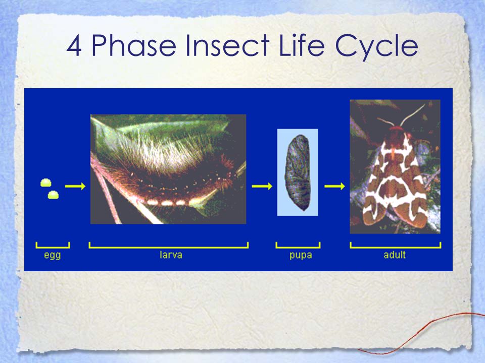 4 Phase Insect Life Cycle
