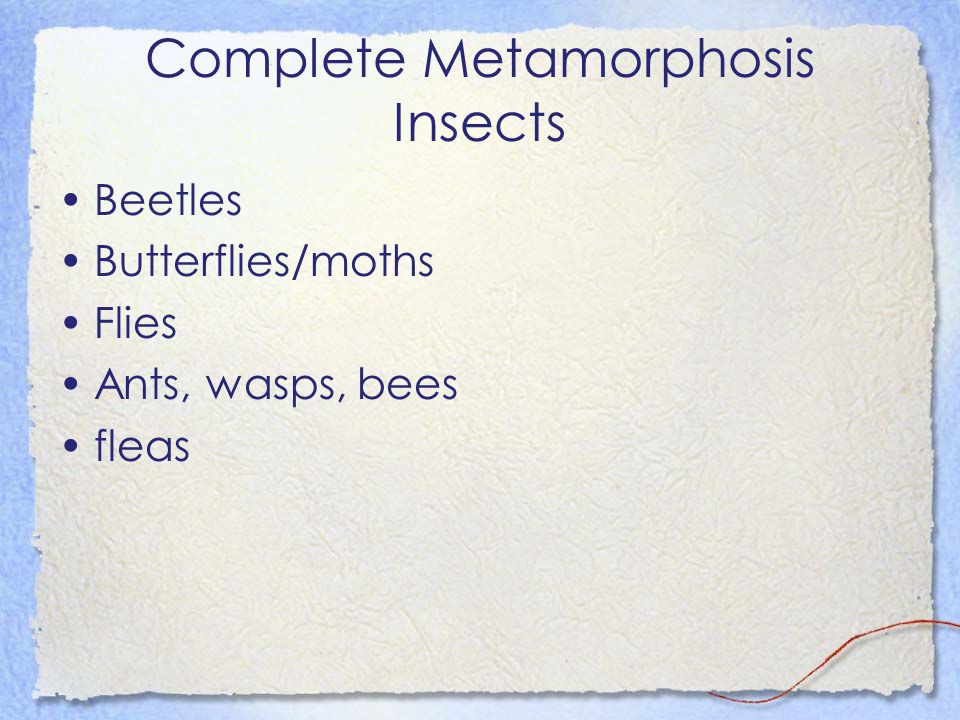 Complete Metamorphosis Insects