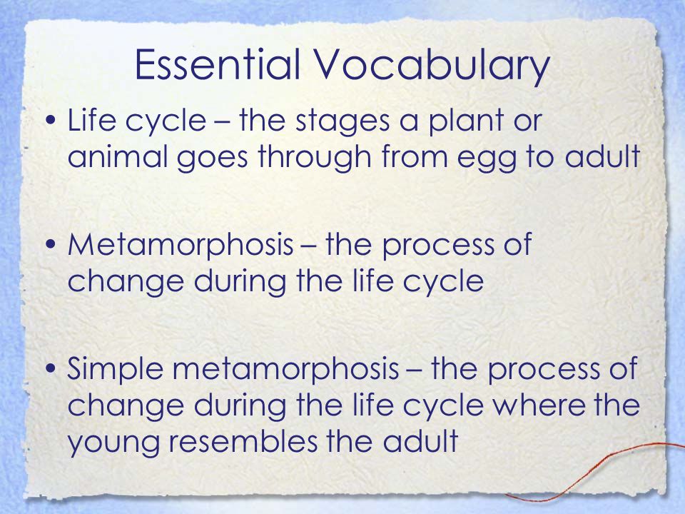 Essential Vocabulary Life cycle – the stages a plant or animal goes through from egg to adult.