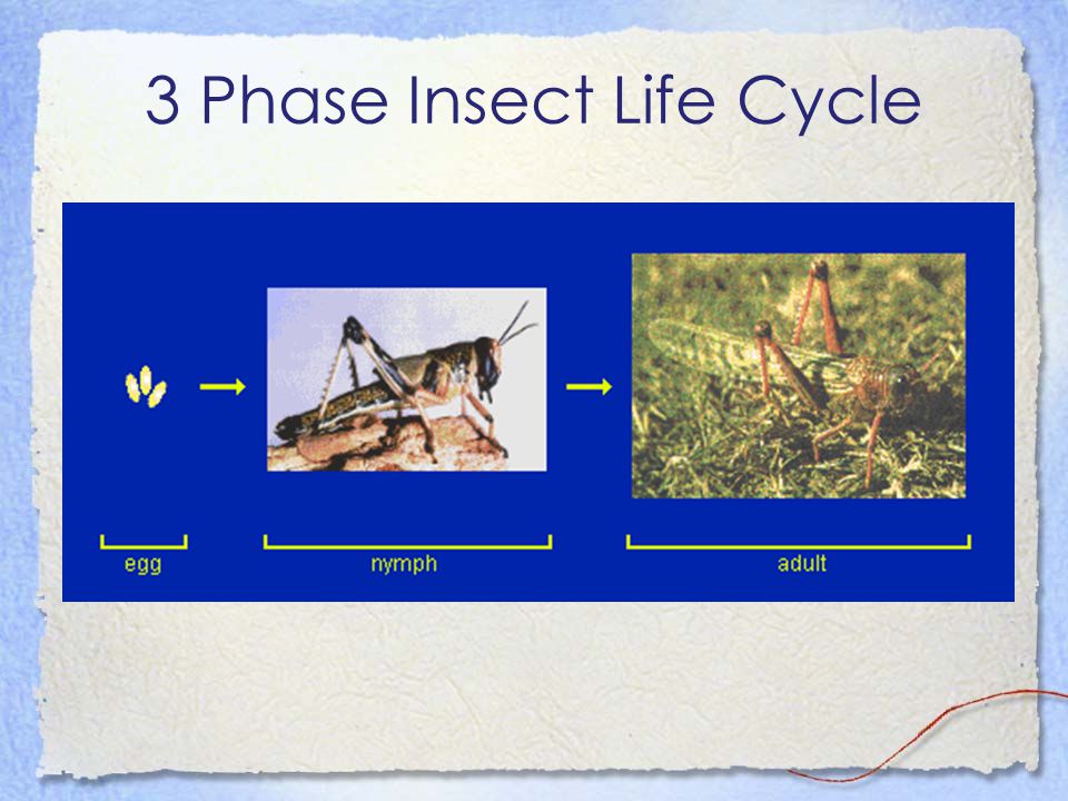 3 Phase Insect Life Cycle