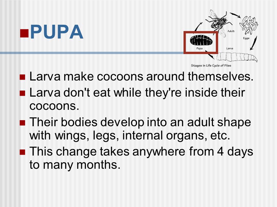 PUPA Larva make cocoons around themselves.