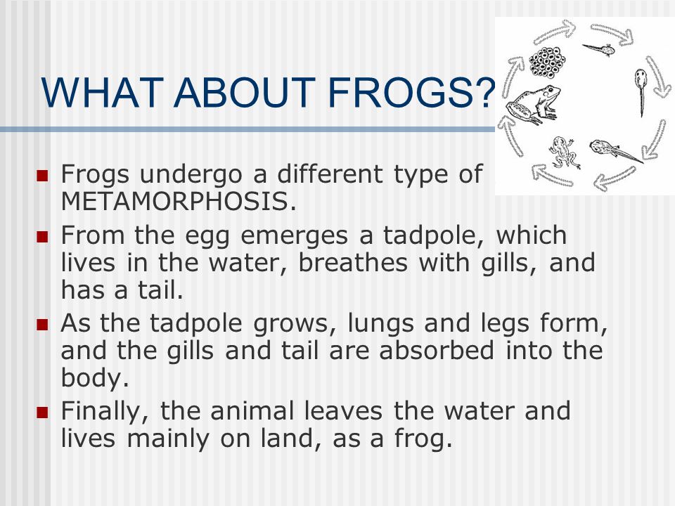 WHAT ABOUT FROGS Frogs undergo a different type of METAMORPHOSIS.