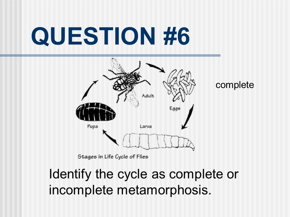QUESTION #6 complete Identify the cycle as complete or incomplete metamorphosis.