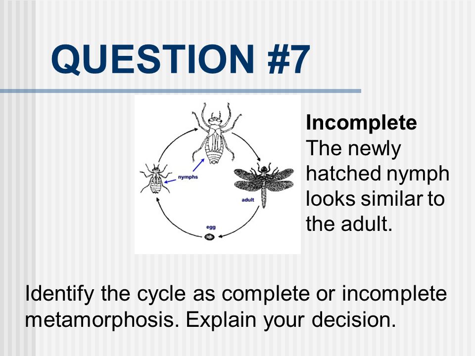 QUESTION #7 Incomplete. The newly hatched nymph looks similar to the adult.