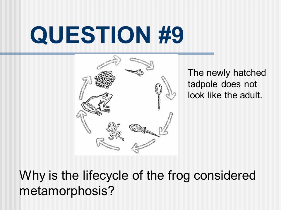 QUESTION #9 Why is the lifecycle of the frog considered metamorphosis
