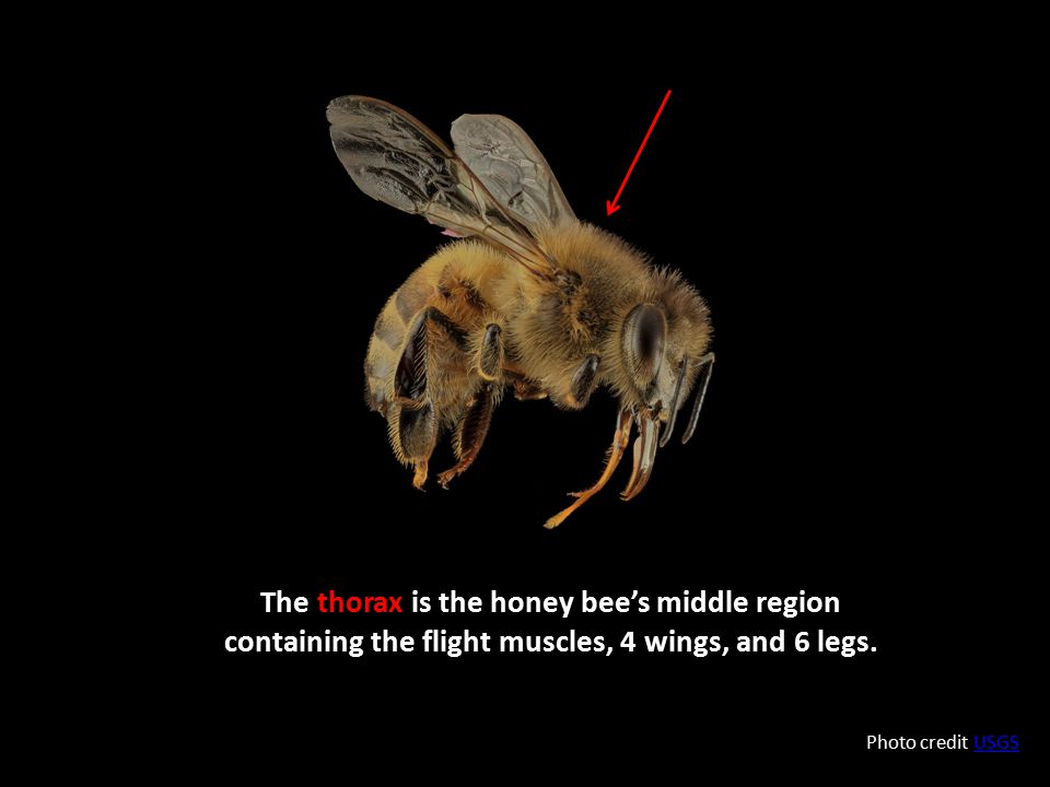 The thorax is the honey bee’s middle region containing the flight muscles, 4 wings, and 6 legs.