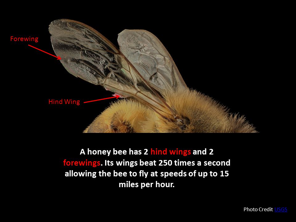 Forewing Hind Wing.