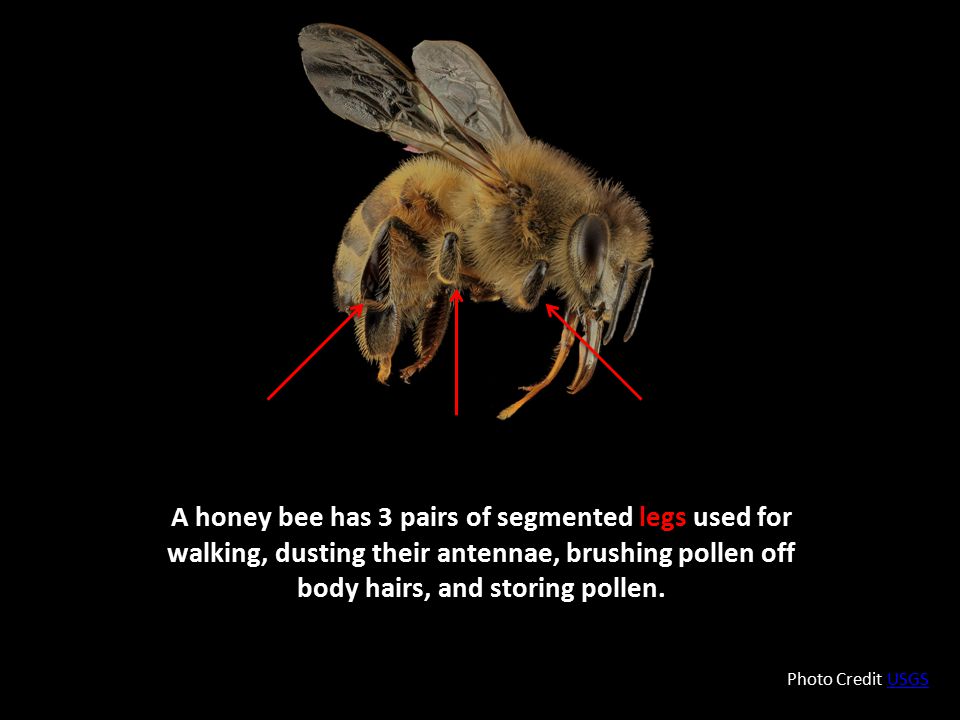 A honey bee has 3 pairs of segmented legs used for walking, dusting their antennae, brushing pollen off body hairs, and storing pollen.