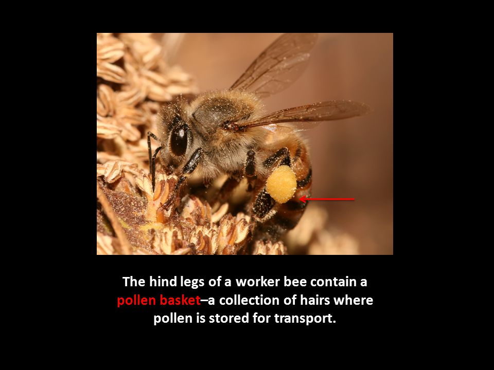The hind legs of a worker bee contain a pollen basket–a collection of hairs where pollen is stored for transport.