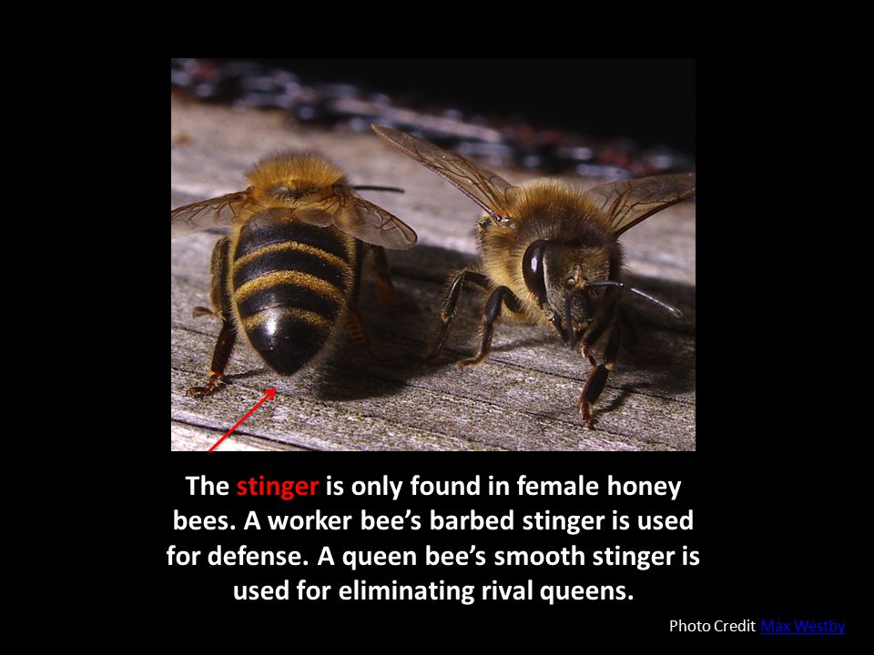 The stinger is only found in female honey bees