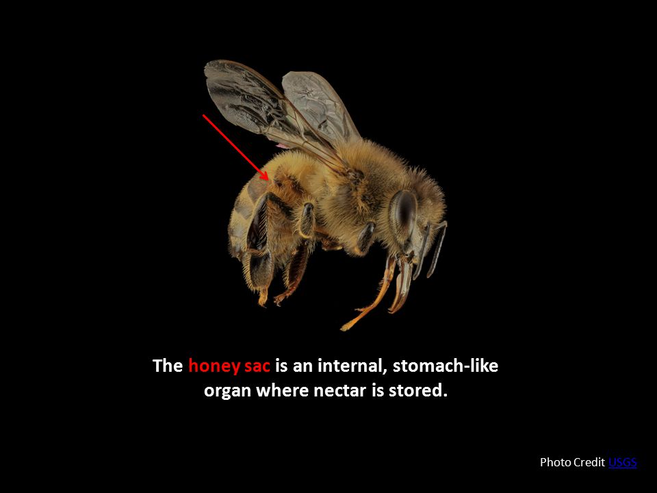 The honey sac is an internal, stomach-like organ where nectar is stored.