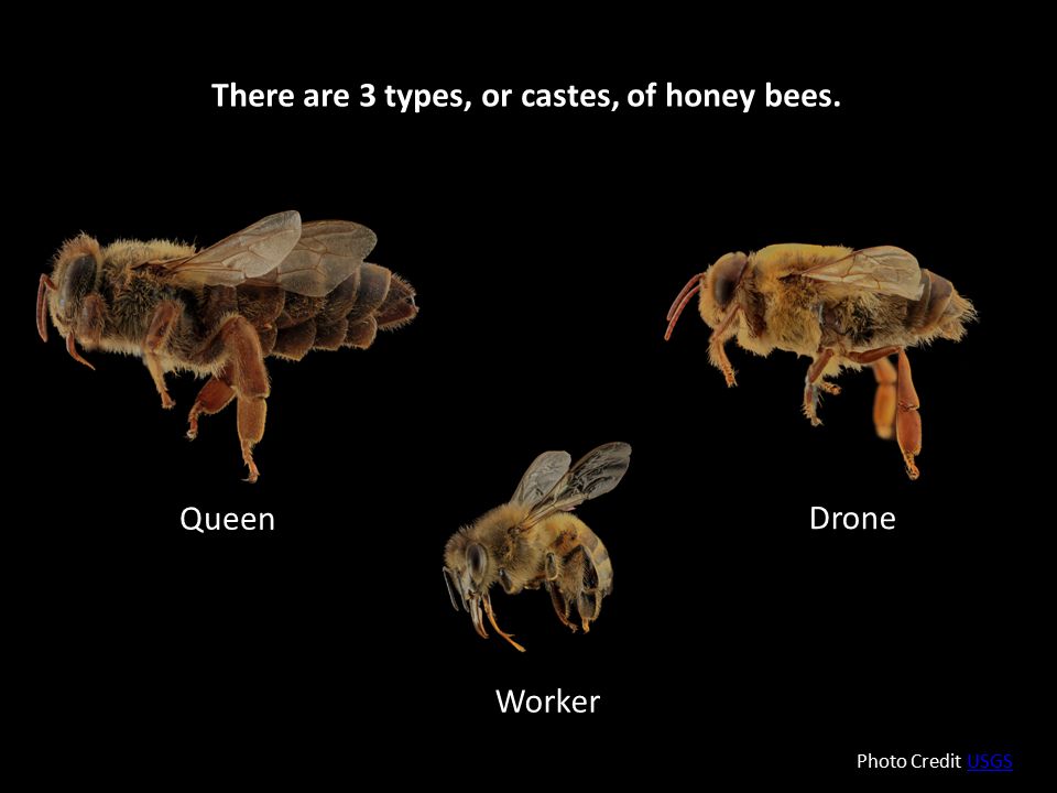 There are 3 types, or castes, of honey bees.