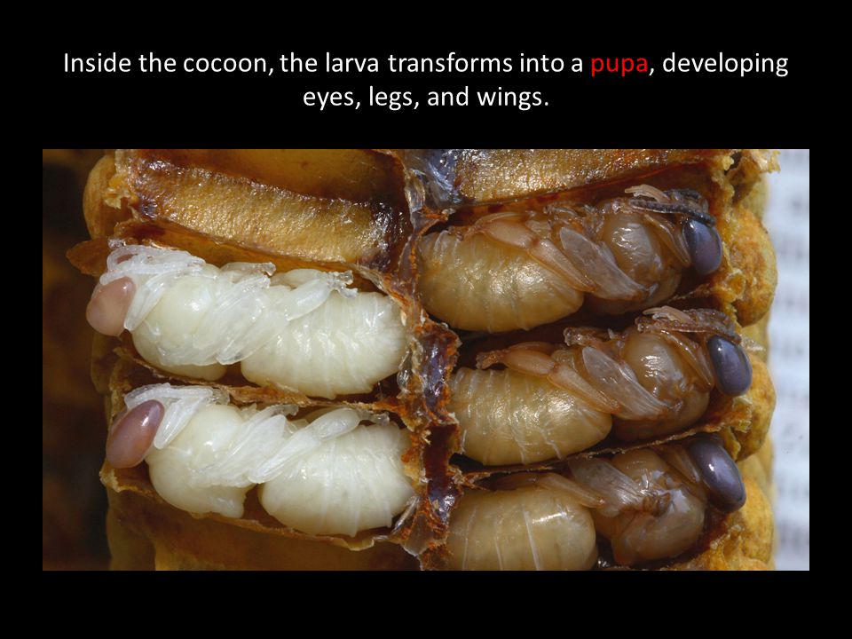 Inside the cocoon, the larva transforms into a pupa, developing eyes, legs, and wings.