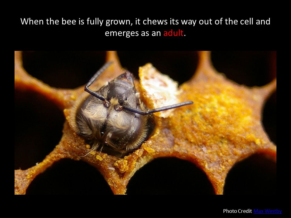 When the bee is fully grown, it chews its way out of the cell and emerges as an adult.