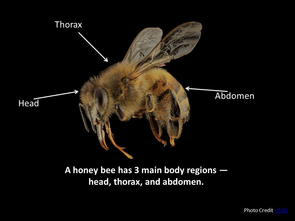A honey bee has 3 main body regions — head, thorax, and abdomen.