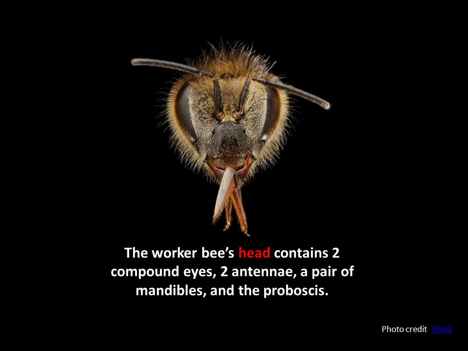 The worker bee’s head contains 2 compound eyes, 2 antennae, a pair of mandibles, and the proboscis.