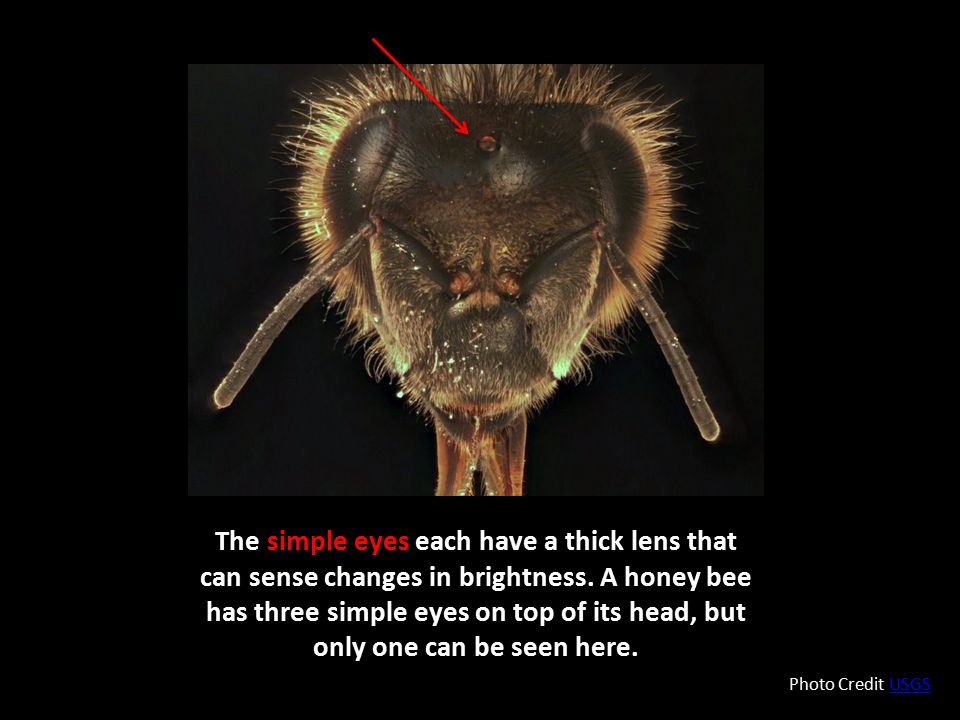 The simple eyes each have a thick lens that can sense changes in brightness. A honey bee has three simple eyes on top of its head, but only one can be seen here.