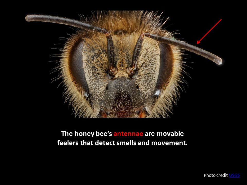 The honey bee’s antennae are movable feelers that detect smells and movement.