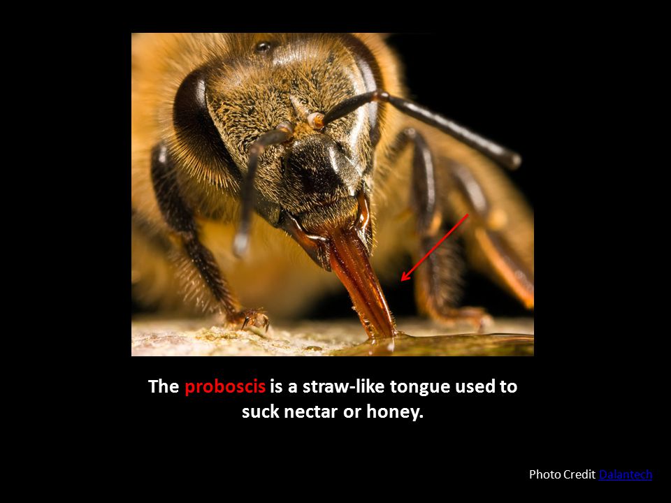The proboscis is a straw-like tongue used to suck nectar or honey.