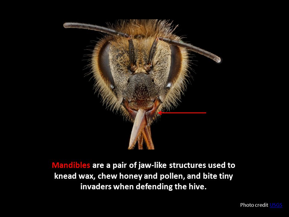 Mandibles are a pair of jaw-like structures used to knead wax, chew honey and pollen, and bite tiny invaders when defending the hive.