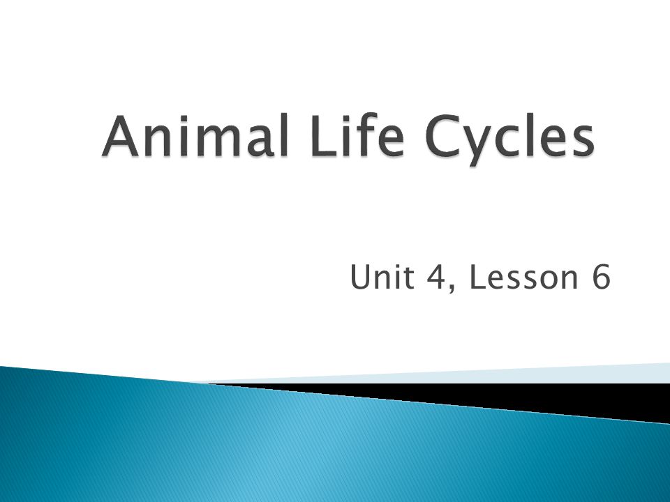Animal Life Cycles Unit 4, Lesson 6