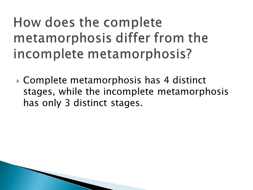 How does the complete metamorphosis differ from the incomplete metamorphosis