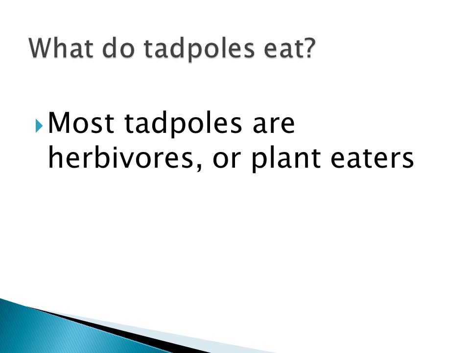 Most tadpoles are herbivores, or plant eaters