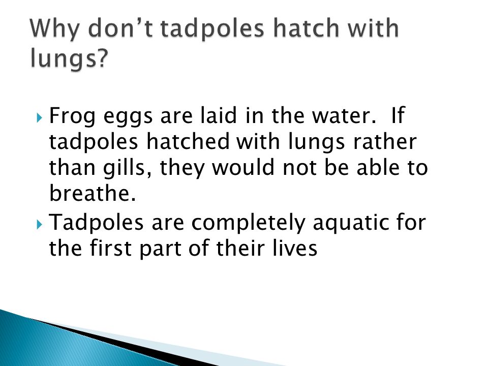 Why don’t tadpoles hatch with lungs