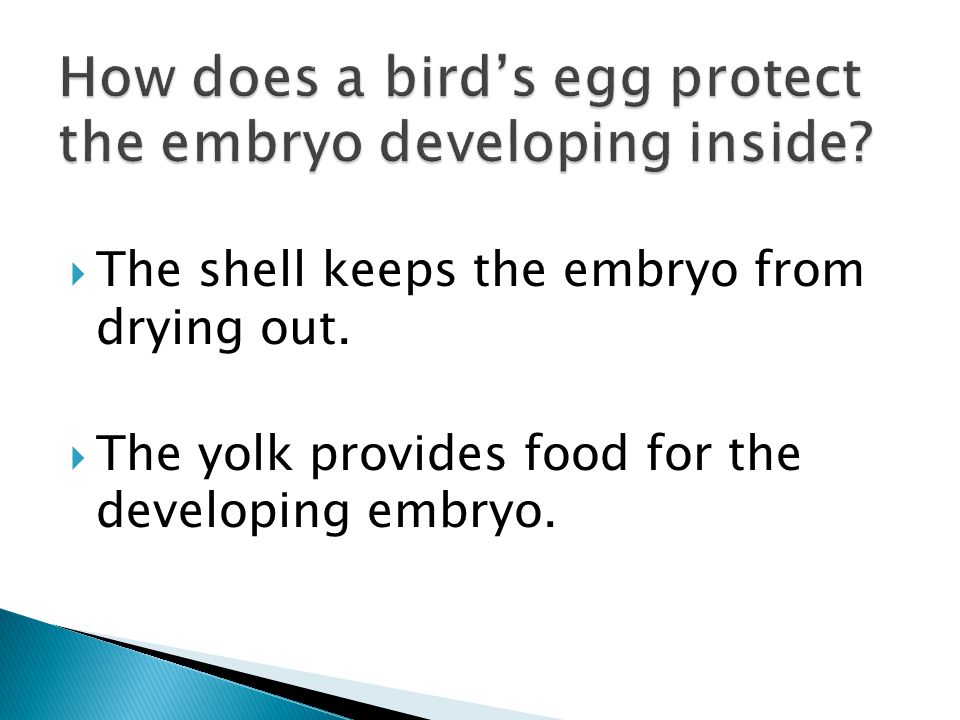 How does a bird’s egg protect the embryo developing inside