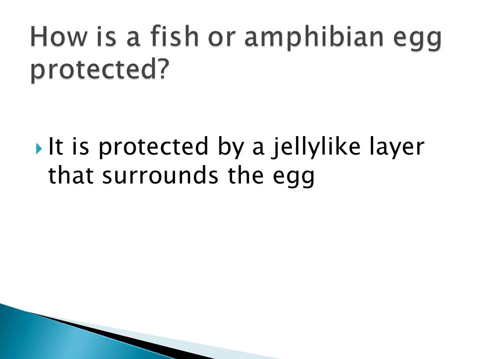 How is a fish or amphibian egg protected