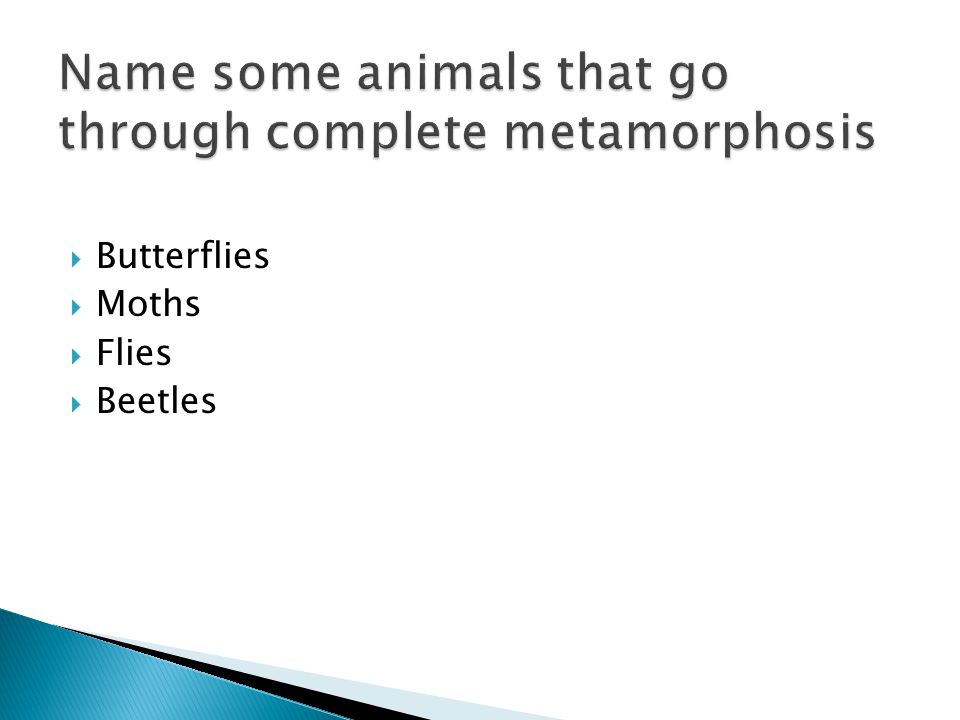 Name some animals that go through complete metamorphosis