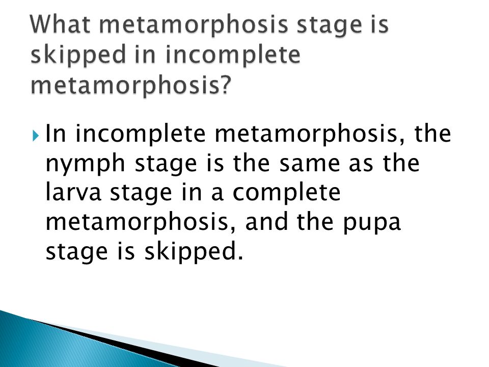 What metamorphosis stage is skipped in incomplete metamorphosis