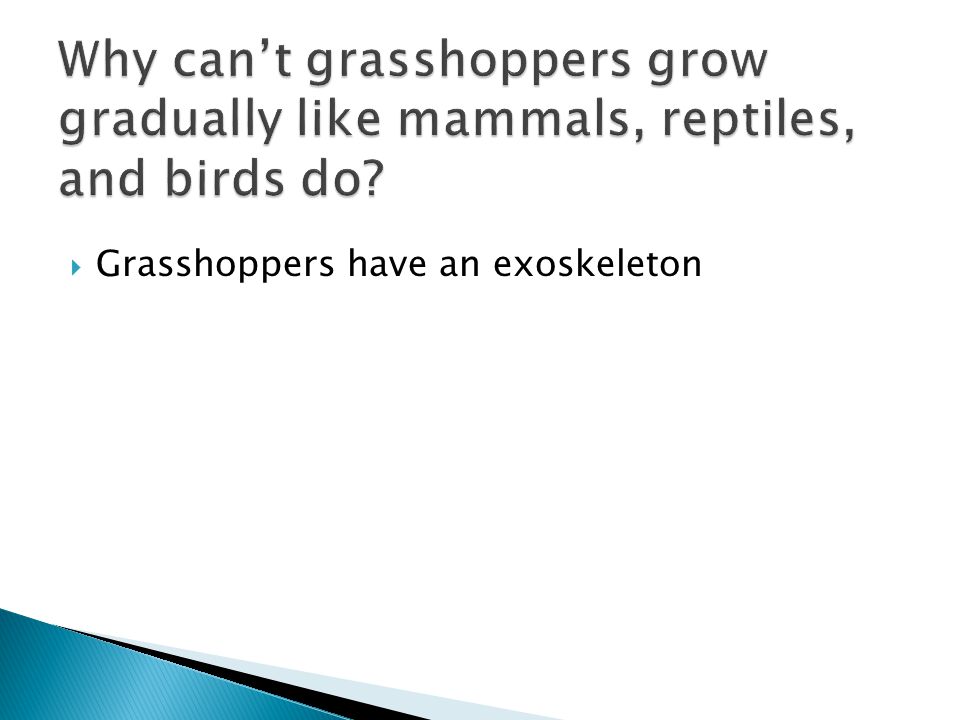 Why can’t grasshoppers grow gradually like mammals, reptiles, and birds do